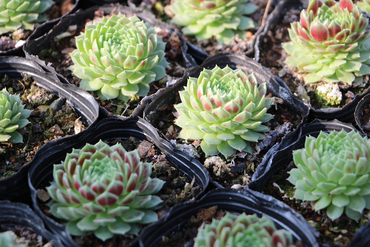 How to Set Up a Greenhouse for Year-Round Gardening
